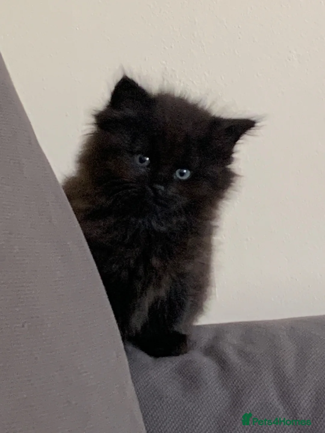 Mixed Breed cats for sale: Garfield  - Advert 1