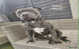 Staffordshire Bull Terrier dogs for sale: !!! Blue Staffordshire bull terriers !!! - Image 12