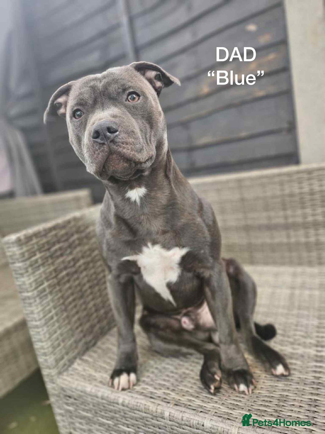 Staffordshire Bull Terrier dogs for sale: !!! Blue Staffordshire bull terriers !!! - Image 12