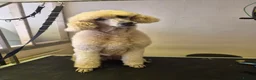 Standard Poodle dogs for sale: Cindy, Rehoming due to downsizing  - Advert 2