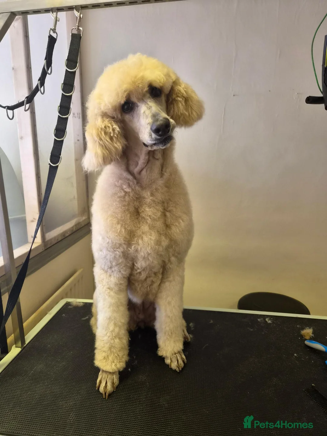 Standard Poodle dogs for sale: Cindy, Rehoming due to downsizing  - Advert 2