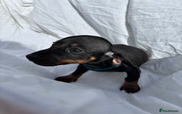 Dachshund dogs for sale: miniature dachshund   - Image 4
