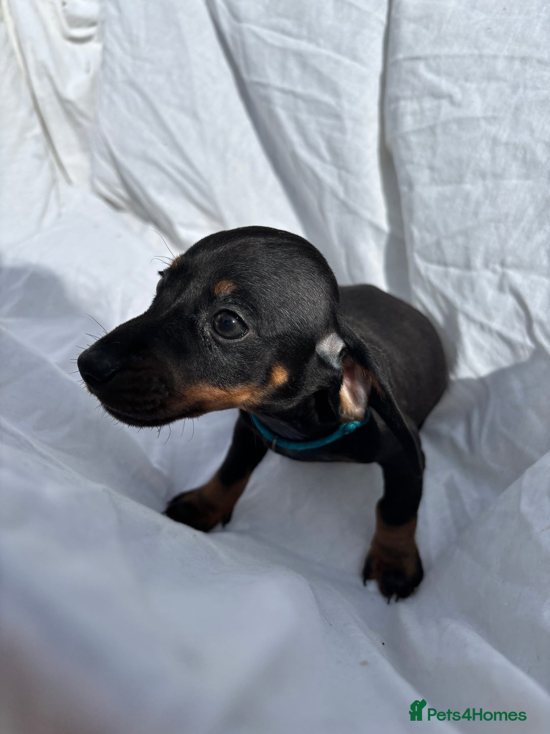 Dachshund dogs for sale: miniature dachshund   - Image 4