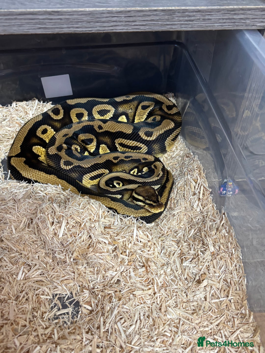 Python Snake reptiles for sale: Ball python  - Image 1