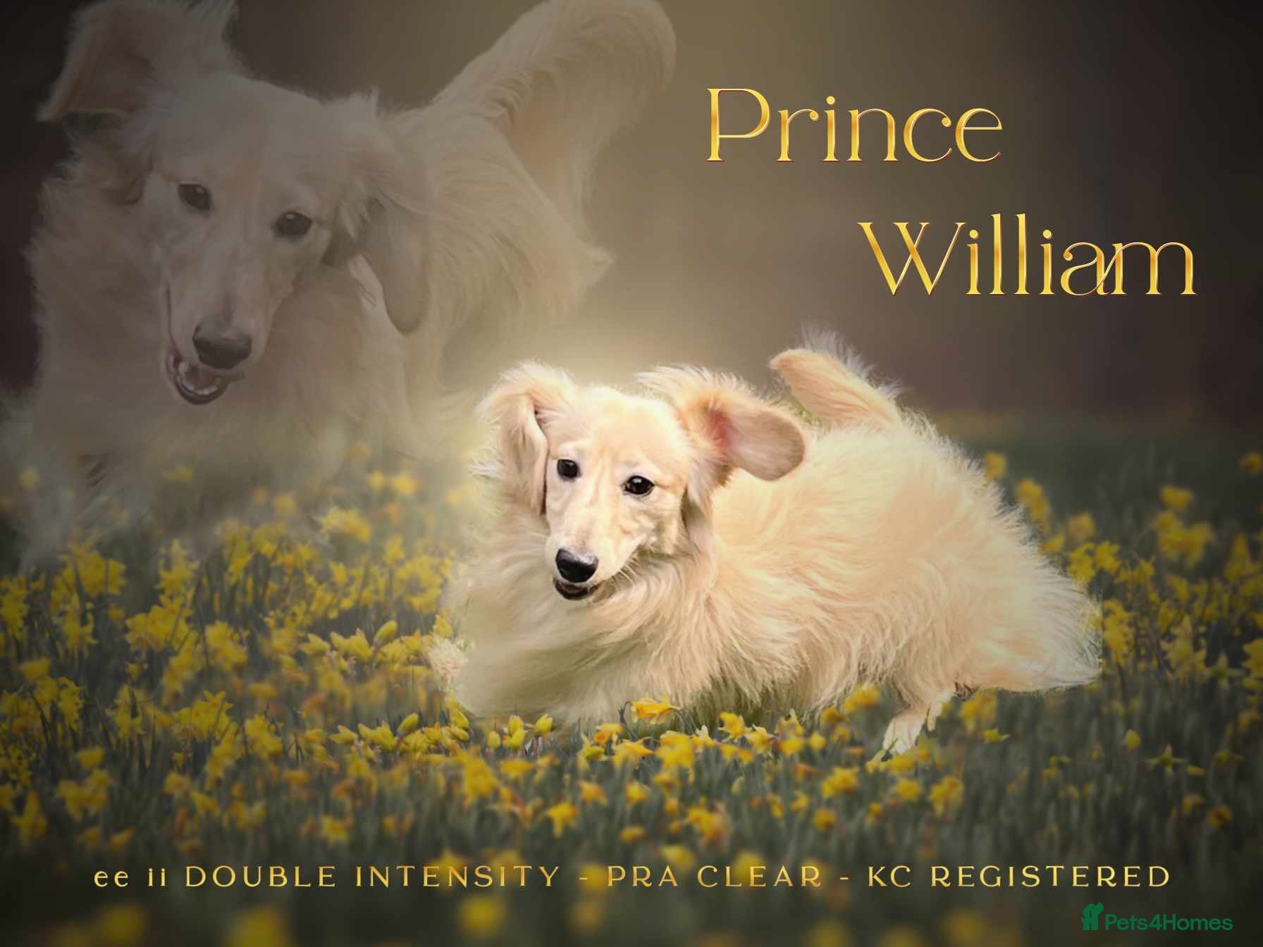 Miniature Dachshund dogs KC Dachshund cream long hair Stud [ee/ii] - Advert 17