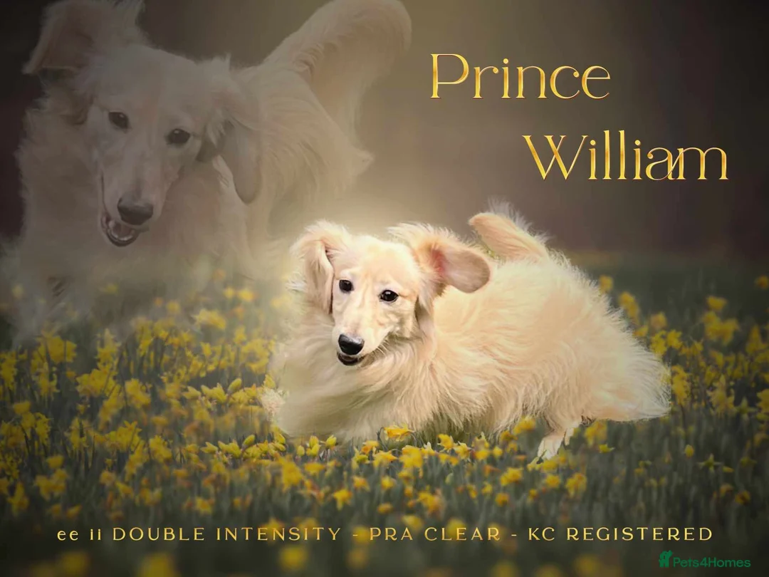 Miniature Dachshund dogs for stud: KC Dachshund cream long hair Stud [ee/ii] - Advert 1