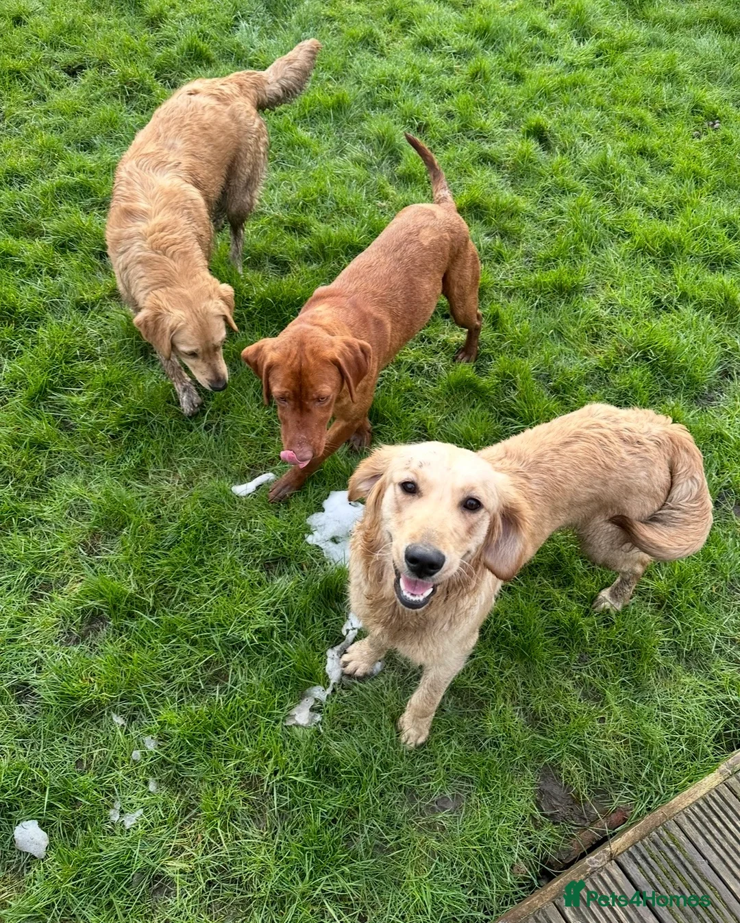 Goldendoodle dogs for sale: Big chunky doodles looking for homes  - Advert 2