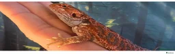 Bearded Dragon reptiles for sale: male bearded dragon and Viv set up  - Advert 4