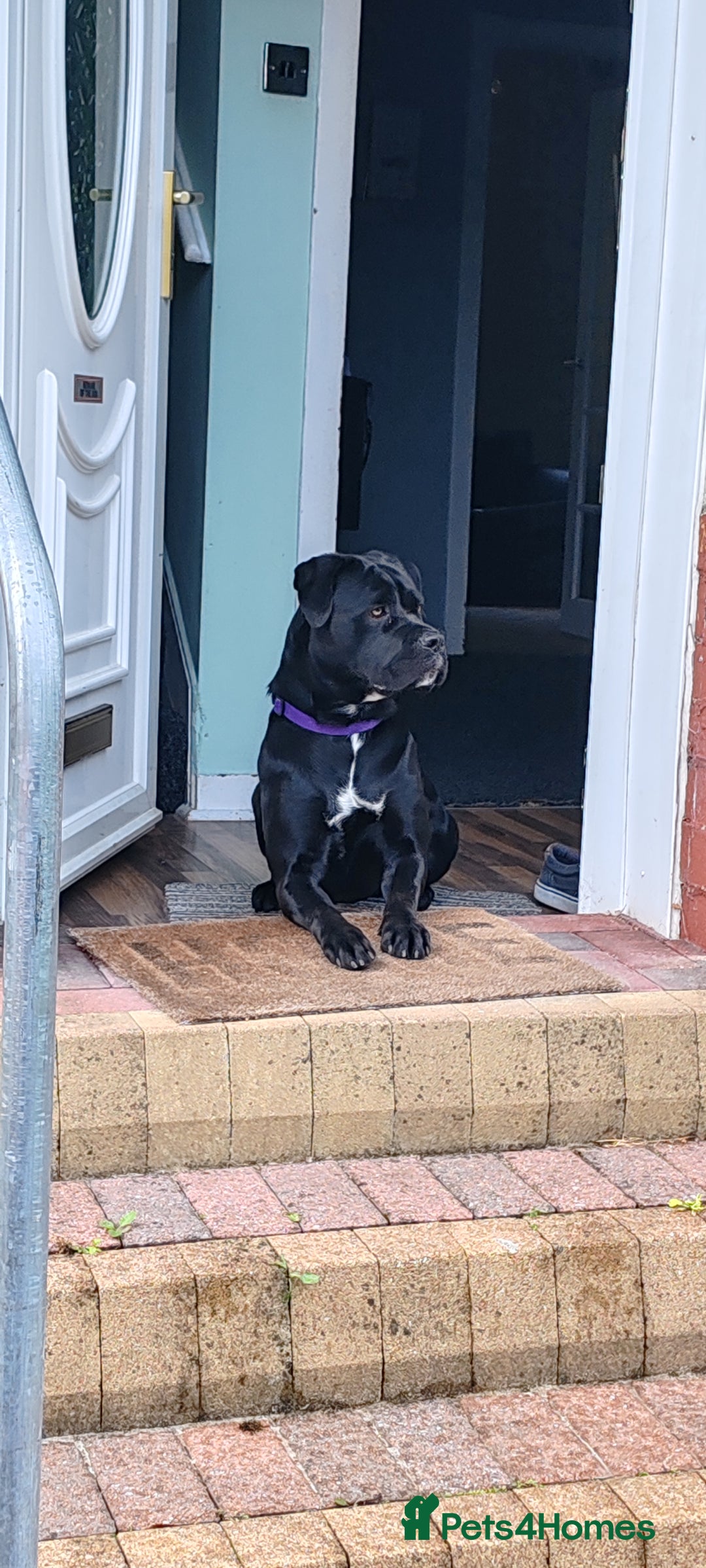 Cane Corso dogs for sale: Cane Corso  - Advert 11