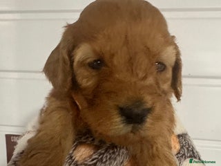 Cockapoo dogs Stunning 2 fully health tested cockapoos - Advert 16