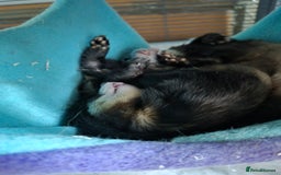 Ferret rodents for sale: Male and female ferrets and cage - Image 3