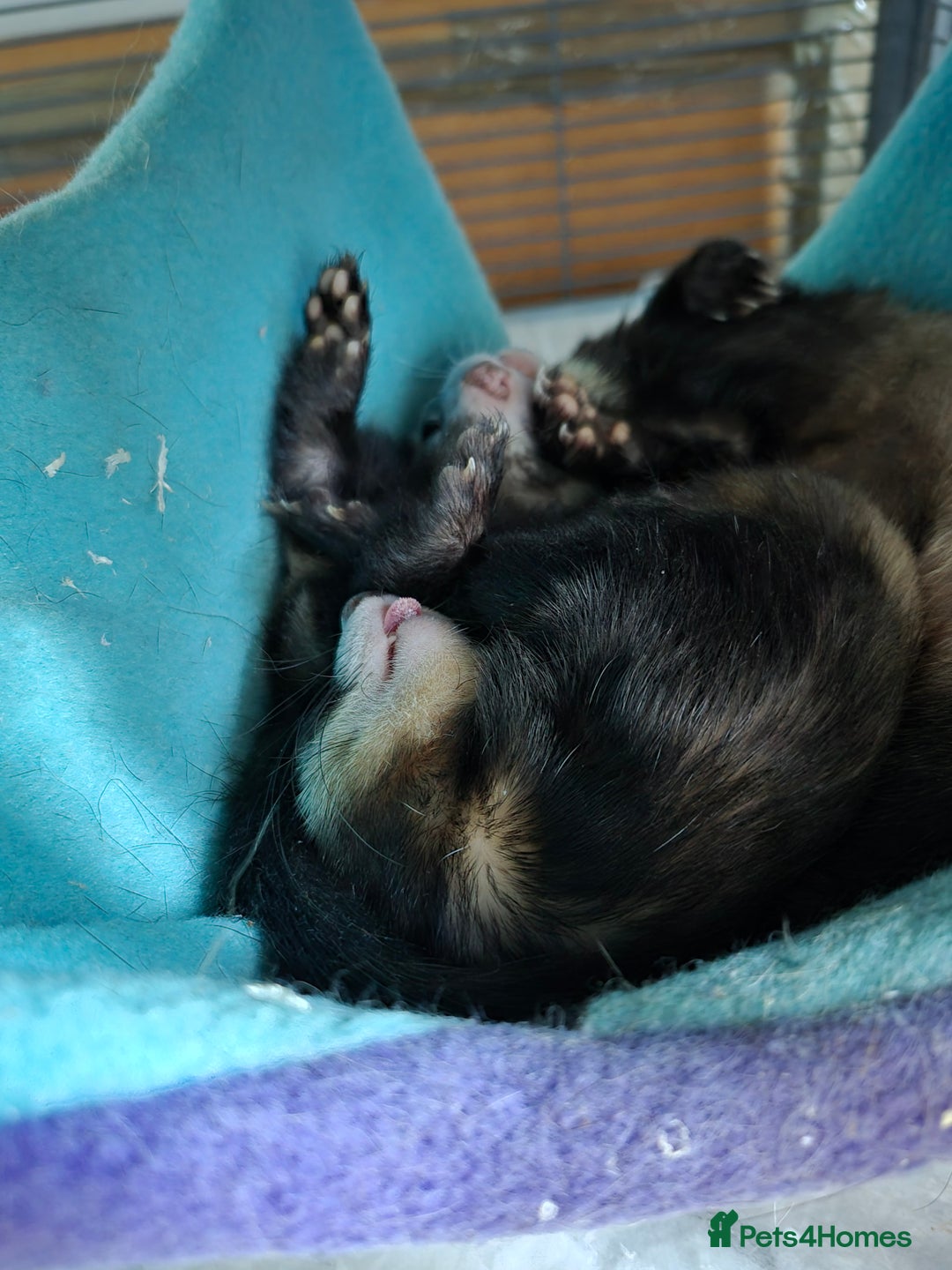Ferret rodents for sale: Male and female ferrets and cage - Image 3