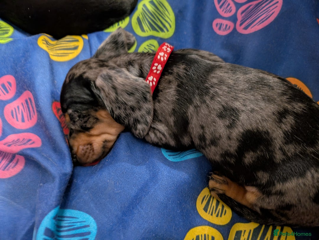 Dachshund dogs for sale: Dachshund Puppies - Image 2
