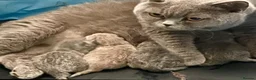 British Shorthair cats for sale: ADORABLE LILAC BOY - Advert 8