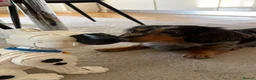 Miniature Dachshund dogs for stud: Luffy – Gorgeous Long-Haired Miniature Dachshund in London - Advert 8