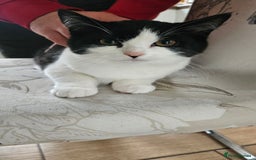 Selkirk Rex cats for sale: Adorable Selkirk Rex Kittens (Straight ) - Image 32