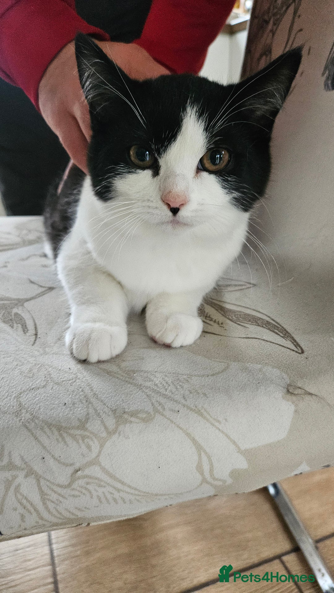 Selkirk Rex cats for sale: Adorable Selkirk Rex Kittens (Straight ) - Image 32