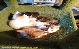 British Longhair cats for sale: ADORABLE DOG AND HOOVER PROOF KITTENS - Image 16