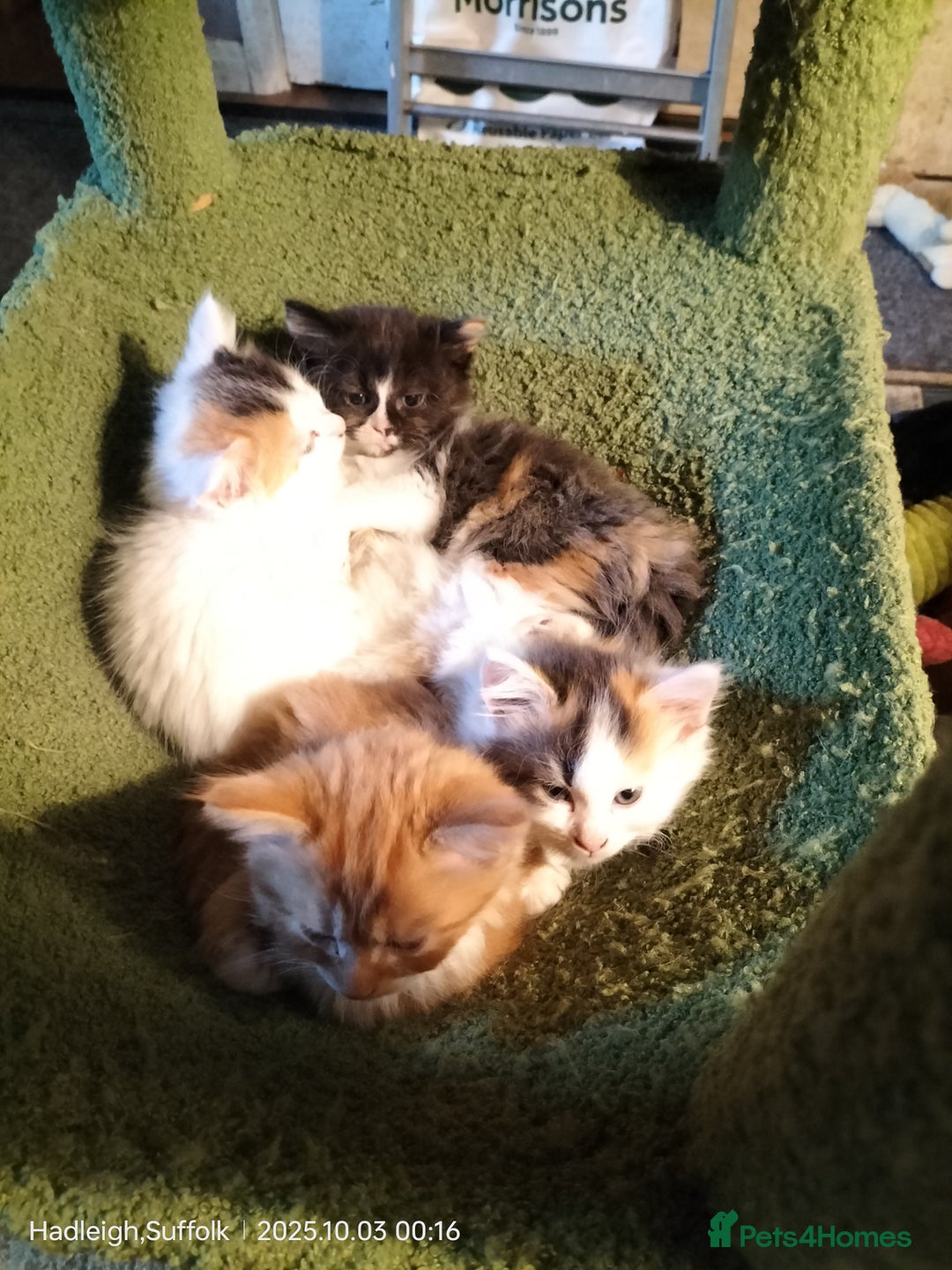 British Longhair cats for sale: ADORABLE DOG AND HOOVER PROOF KITTENS - Image 16
