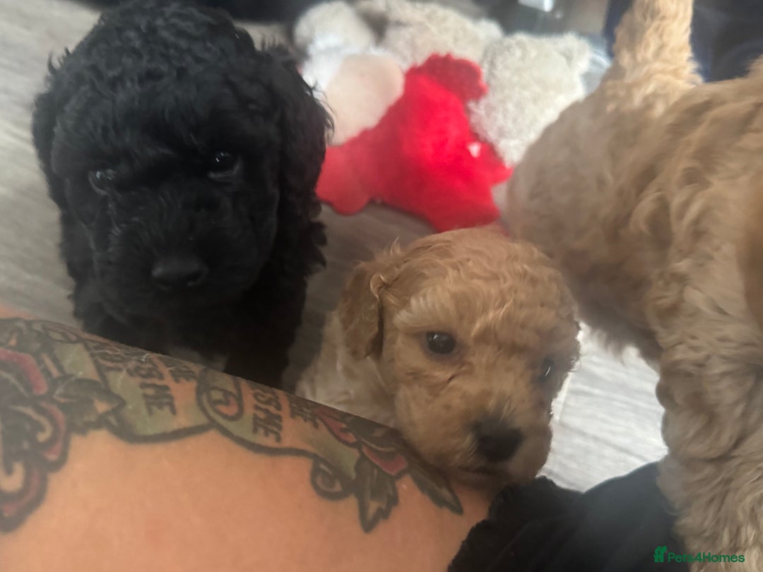 Cockapoo dogs for sale: 2 boys 2 girl Cockapoo puppy’s  - Image 7