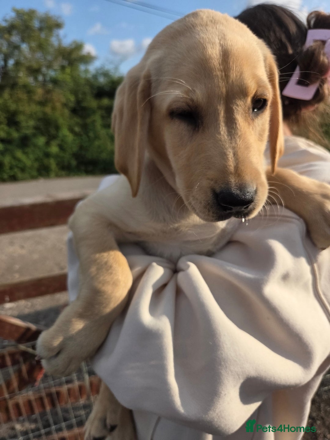 Labrador Retriever dogs for sale: Kc registered Labrador puppies  - Image 9