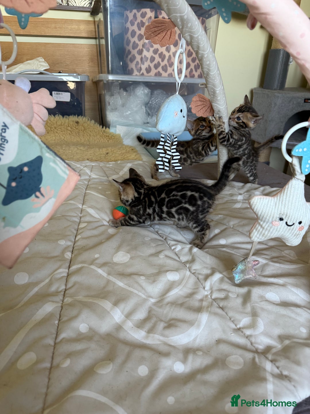 Bengal cats for sale: Stunning 🐾 Pedigree Bengal Kittens 🐆 TICA Reg - Advert 9