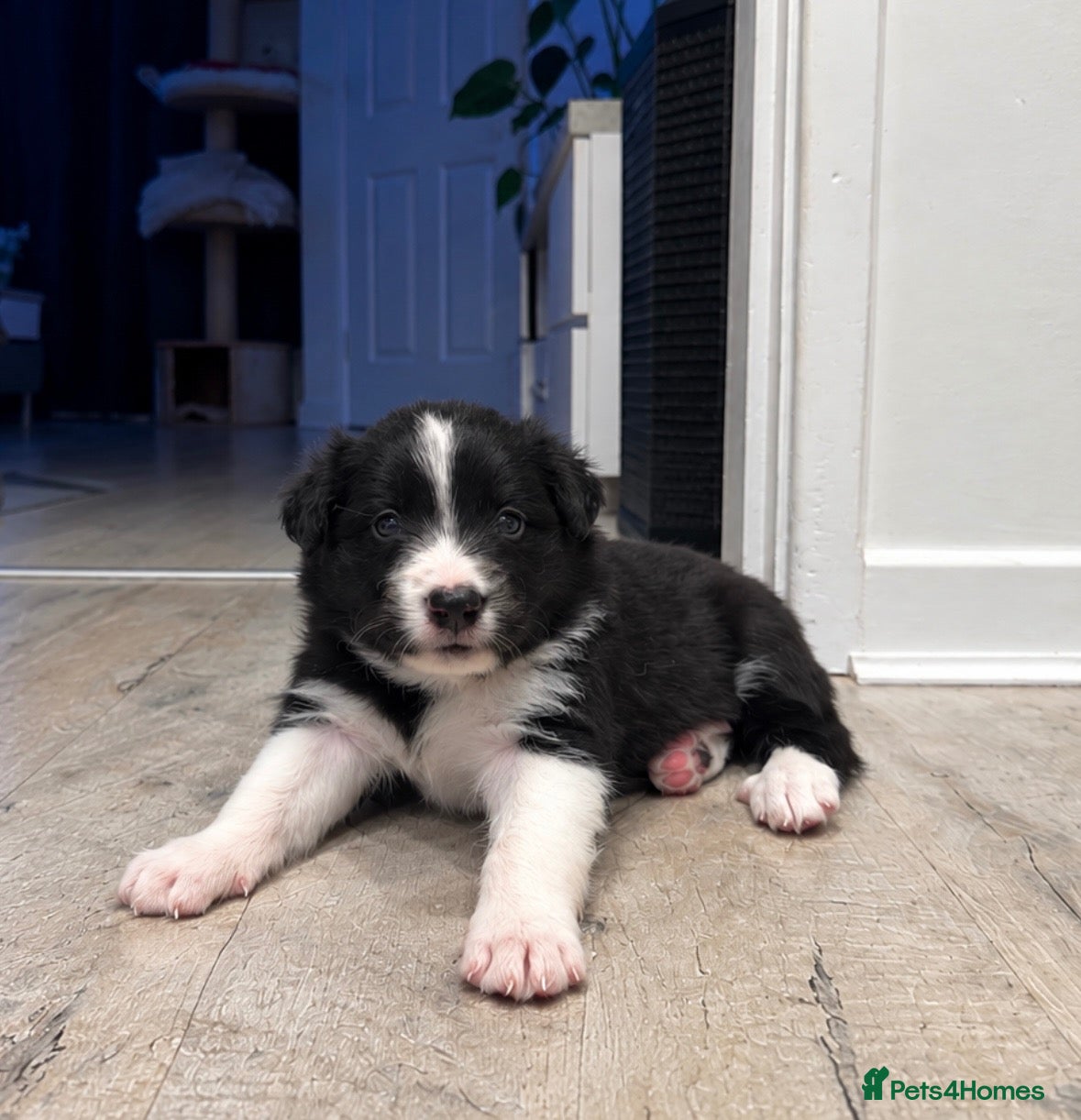 Border Collie dogs for sale: Beautiful Border Collie Puppies-KC Registered - Advert 2