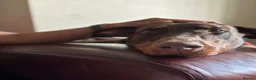 Dobermann dogs for sale: Loving Dog needs a new home - Advert 4