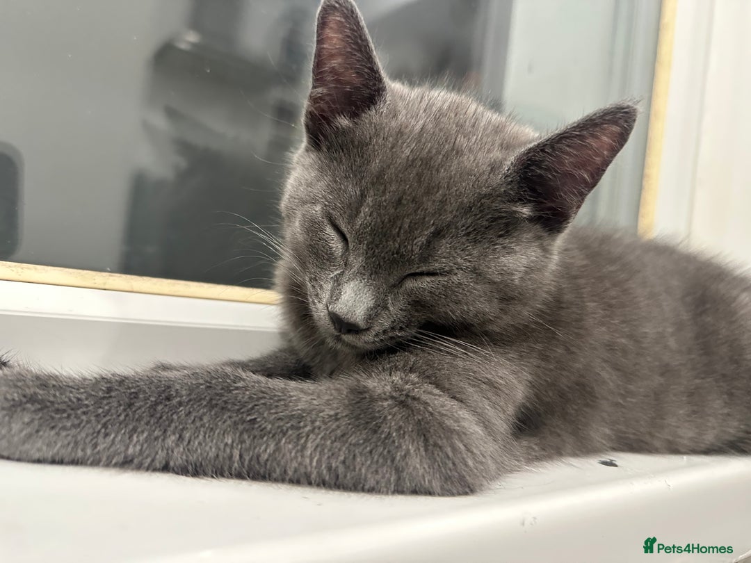 Mixed Breed cats for sale: Gorgeous and playful little Kitten - Advert 3