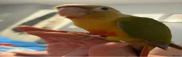 Conures birds for sale: Beautiful hand reared conure babies in Darlington - Advert 5