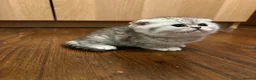 Scottish Fold cats for sale: Beautiful Scottish Fold Kittens — for Loving Homes - Advert 12