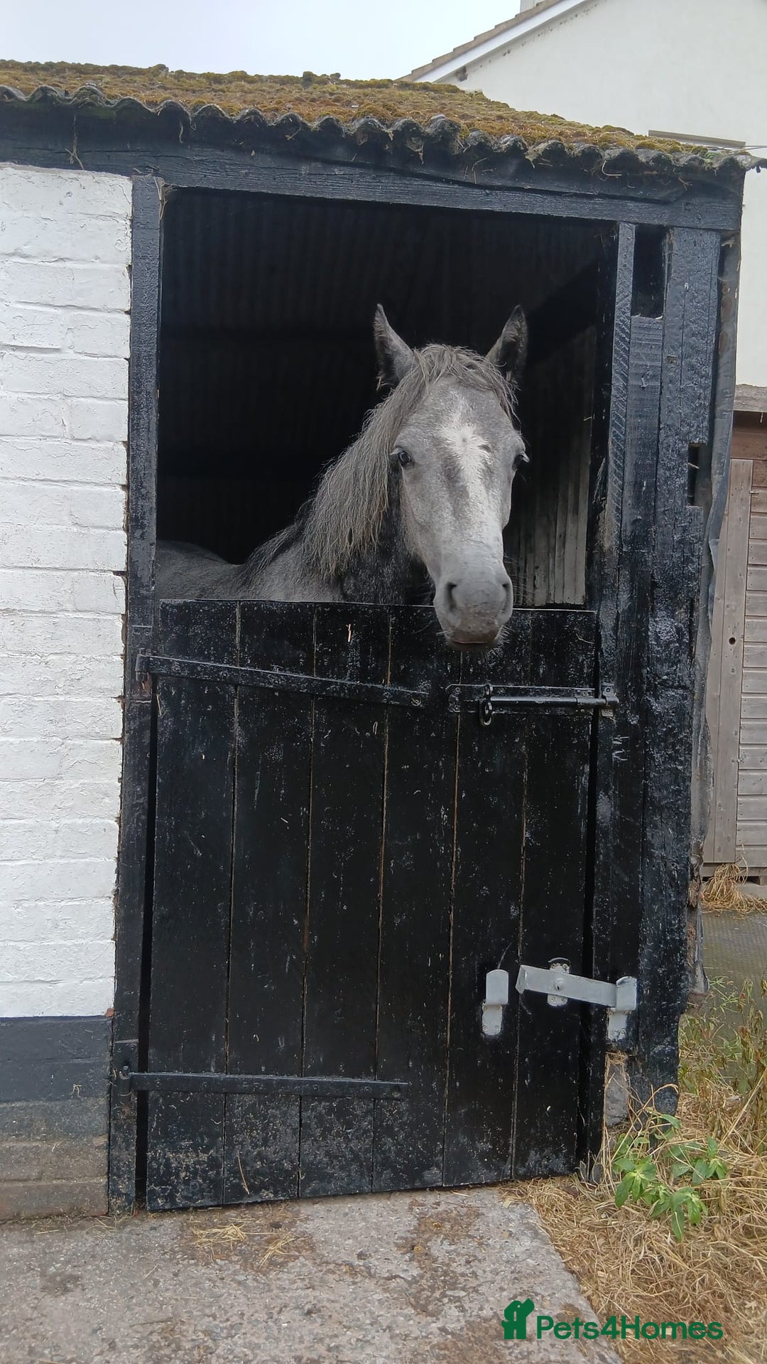Connemara horses for sale: 3YO Class 1 Connemara Mare Looking For 5* Home - Advert 8