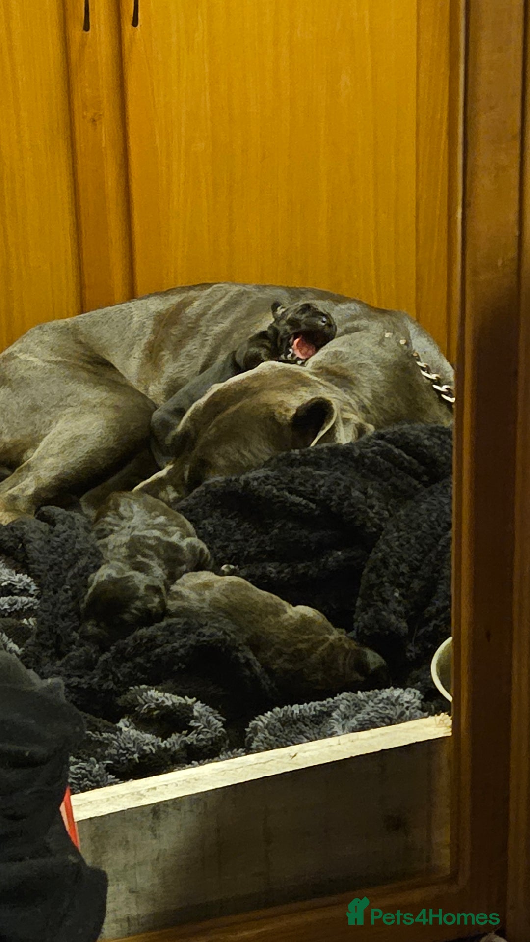 Mixed Breed dogs for sale: CaneWeiler Pupps - Advert 7