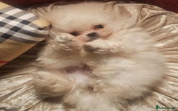 Pomeranian dogs for sale: Gorgeous teddybear tiny pomeranian male puppy  - Image 2
