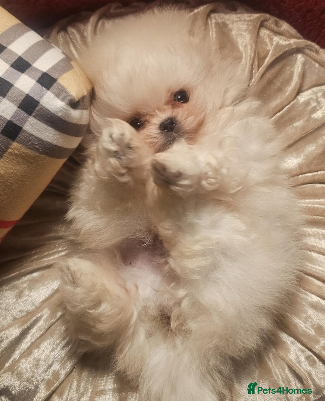 Pomeranian dogs for sale: Gorgeous teddybear tiny pomeranian male puppy  - Image 2