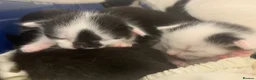 British Shorthair cats for adoption: Swimmer syndrome kittens  - Advert 7