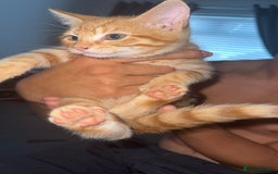 Mixed Breed cats for sale: Ginger blonde and ginger tabby  - Image 3
