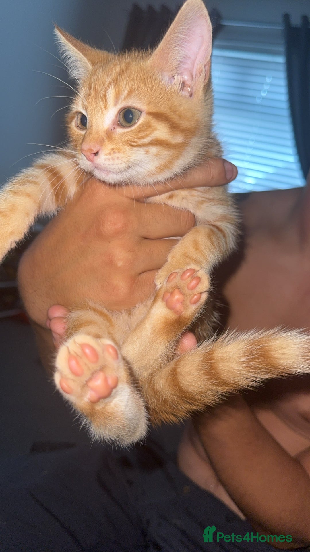 Mixed Breed cats for sale: Ginger blonde and ginger tabby  - Image 3