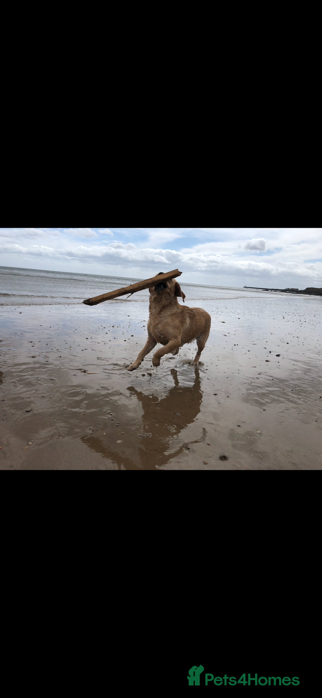 Labrador Retriever dogs for sale: Beautiful Labrador Bitch - Advert 3