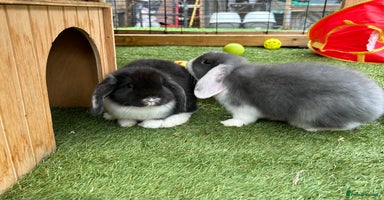 Mini Lop rabbits - Advert 4