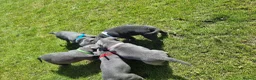 Staffordshire Bull Terrier dogs for sale: Full pedigree blue Staffordshire bull terrier  in Rhyl - Advert 18