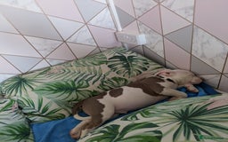 Mixed Breed dogs for sale: Micro Pocket bully  - Image 7