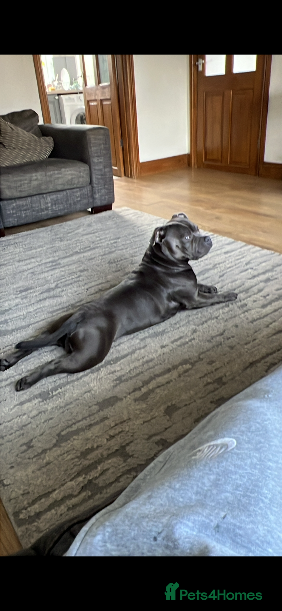 Staffordshire Bull Terrier dogs Blue staffy  - Advert 12