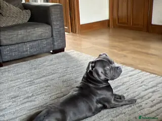 Staffordshire Bull Terrier dogs Blue staffy - Advert 12