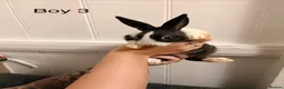 Dutch rabbits for sale: 7 baby Dutch rabbits mixed litter  - Advert 8
