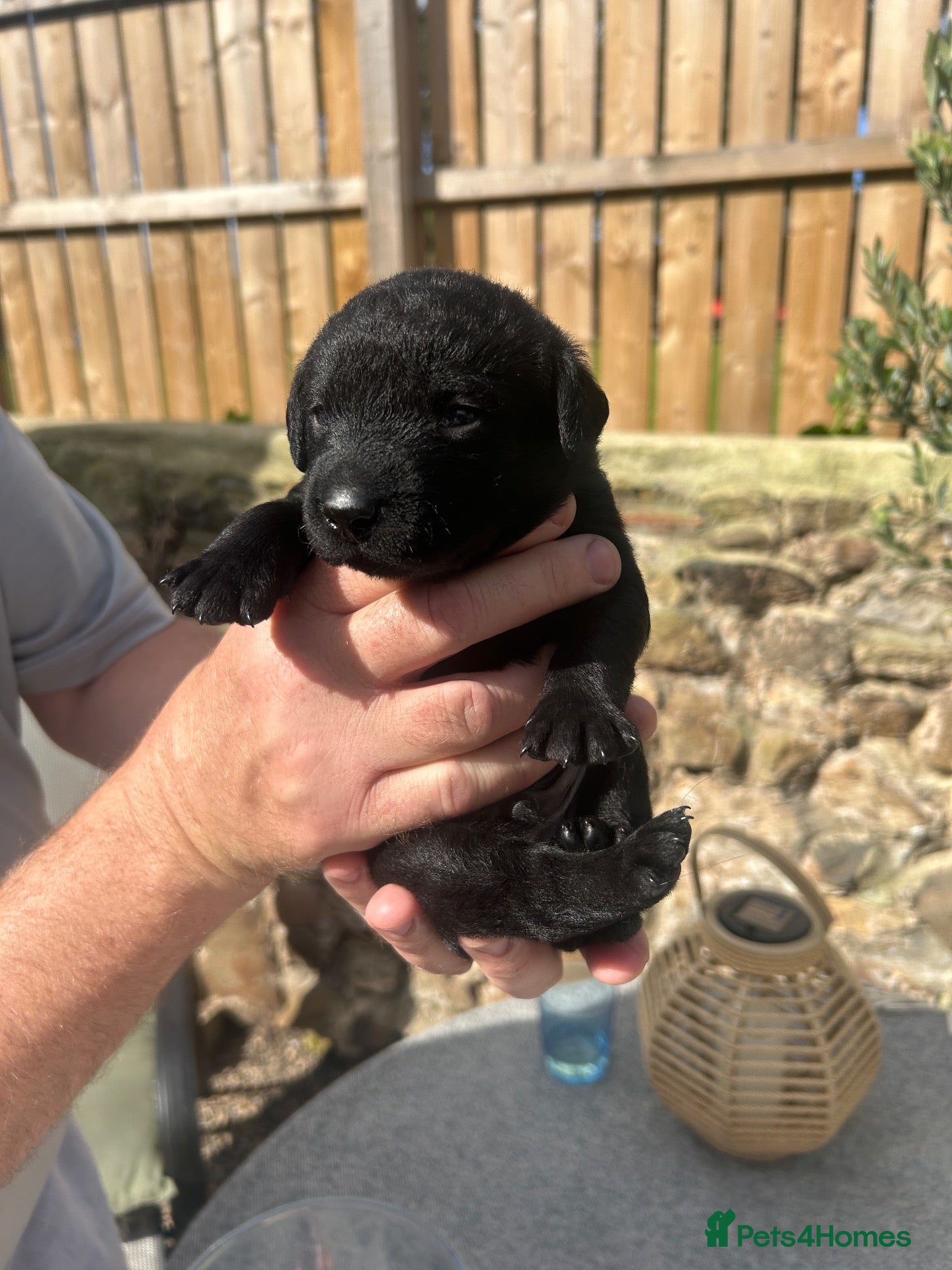 Labrador Retriever dogs Labrador puppies - Advert 20