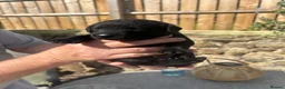 Labrador Retriever dogs for sale: Labrador puppies- TWO BOYS AVAILABLE  - Advert 7
