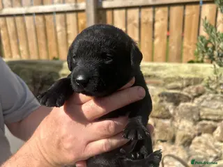 Labrador Retriever dogs Labrador puppies - Advert 2
