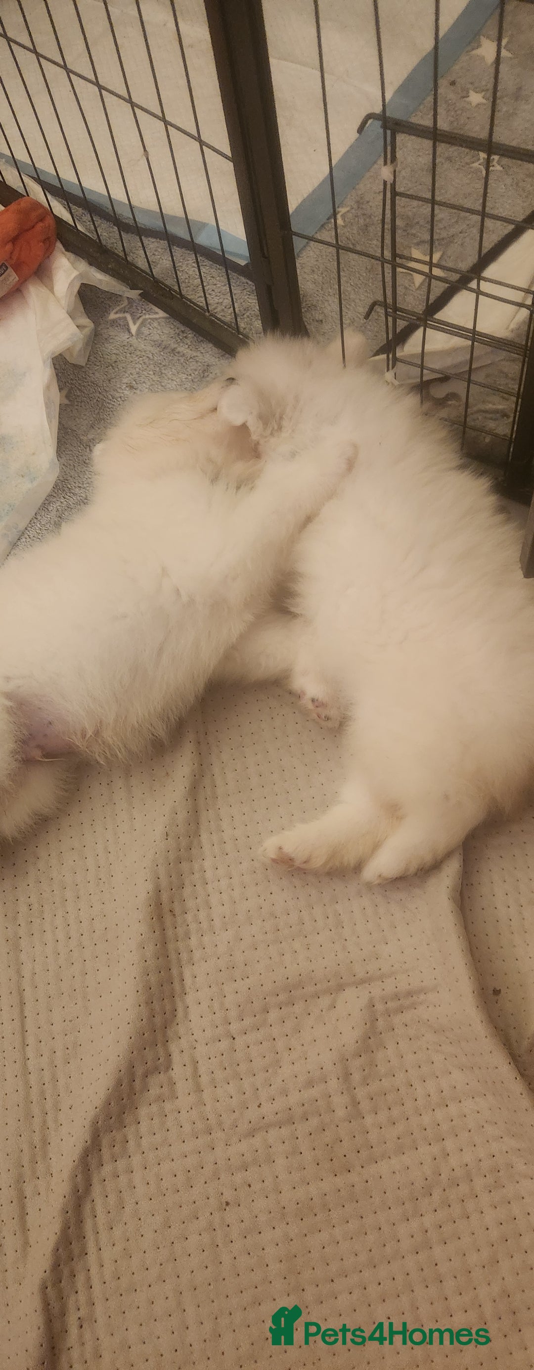 Samoyed dogs for sale: Female Chunky Pedigree Samoyeds Avaliable  - Advert 9