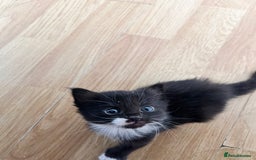 Mixed Breed cats for sale: For sale - Image 8
